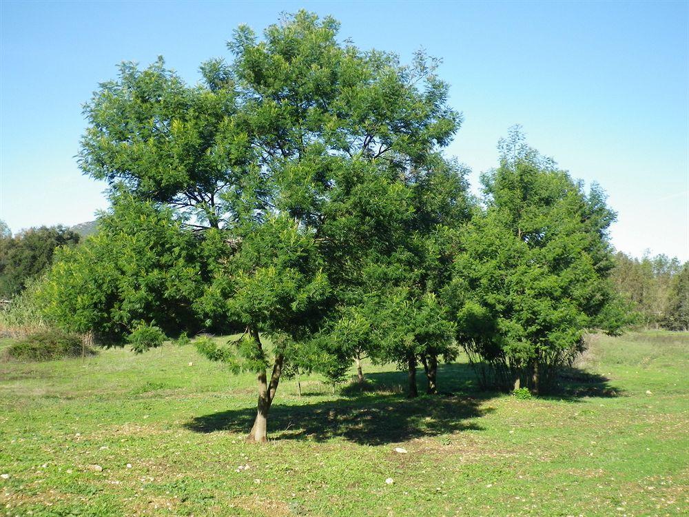 Agriturismo Sa Murta In Sennariolo-Oristano Εξωτερικό φωτογραφία