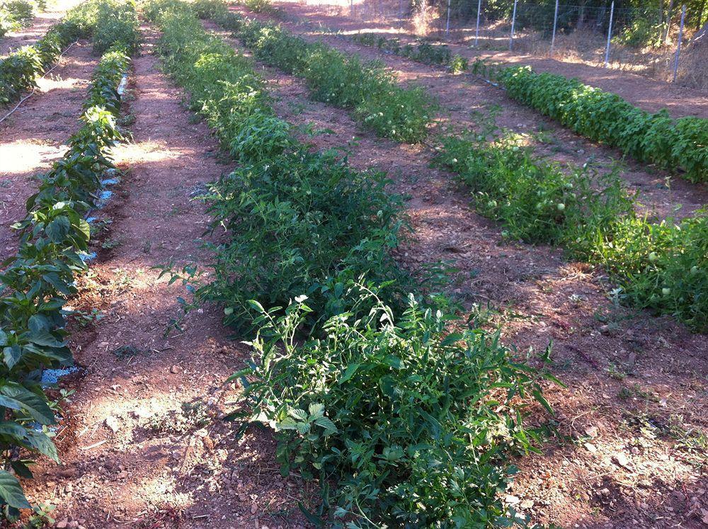Agriturismo Sa Murta In Sennariolo-Oristano Εξωτερικό φωτογραφία